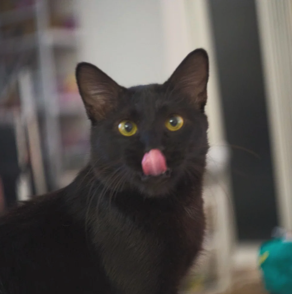 黑猪仔